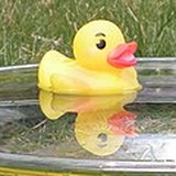 Rubber duck