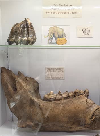 Mississippi Petrified Forest · Tue Sep 8